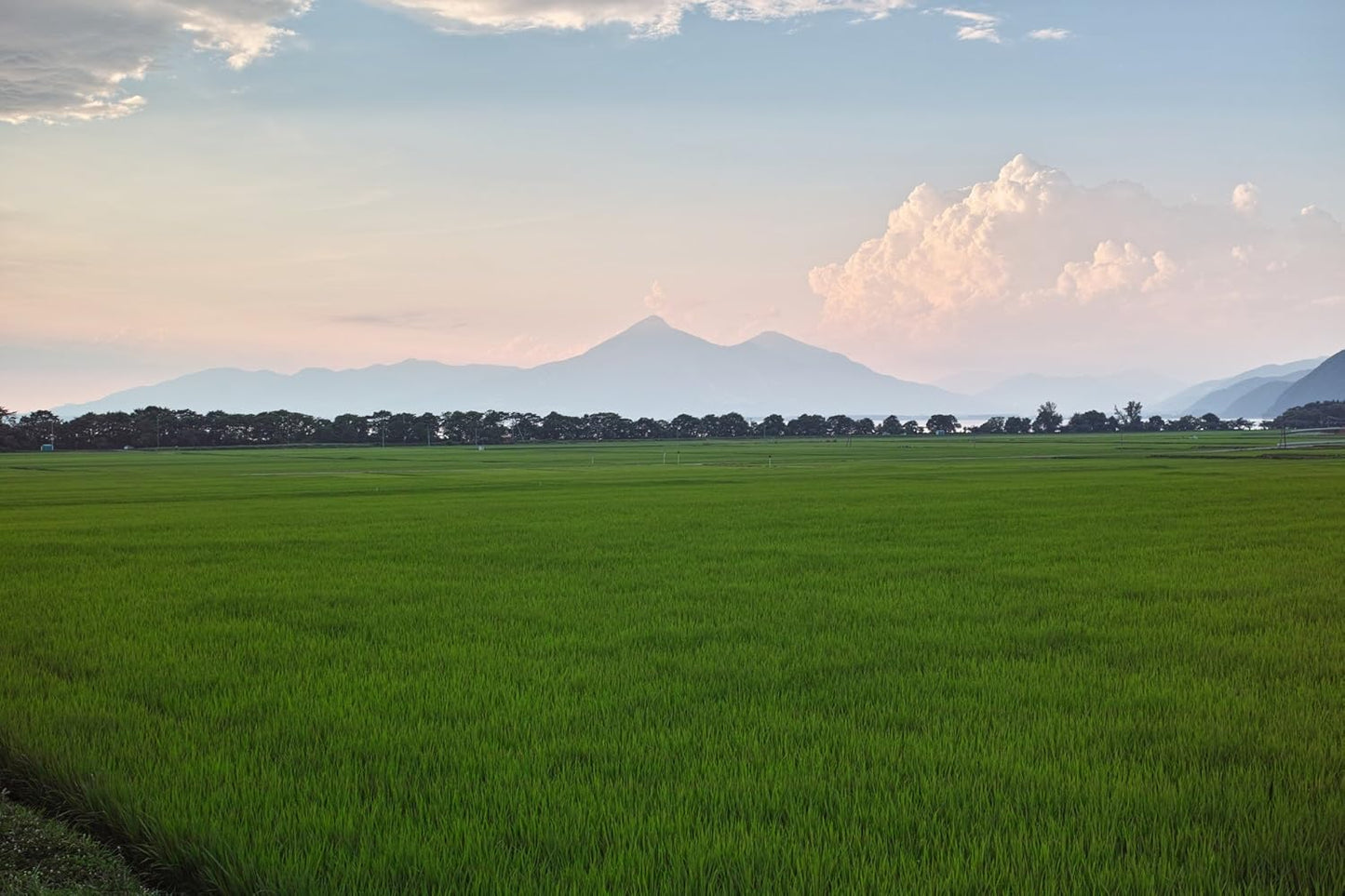 パールライス 福島県産 白米 天のつぶ 5kg 令和7年産