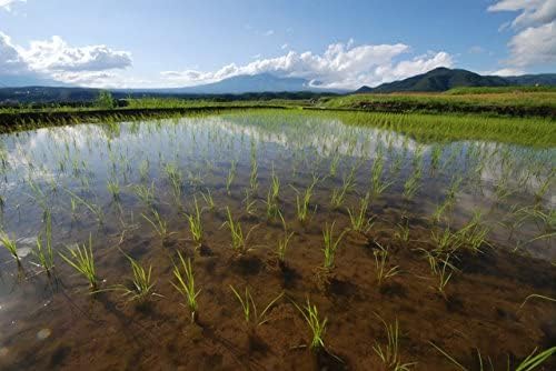 熊本県産 ヒノヒカリ 5kg 【 無洗米 】