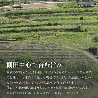 新米 令和7年産 新潟県産コシヒカリ 岩船地方中心 1等米 5kg 精米