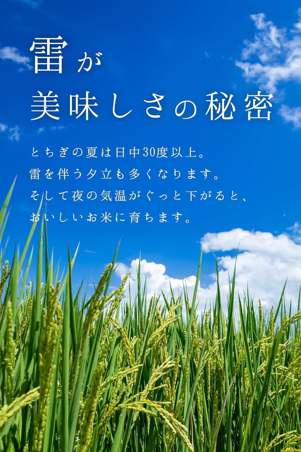 農業生産法人ワタナベ 新米 令和7年 無洗米 5kg 栃木県 とちぎの星