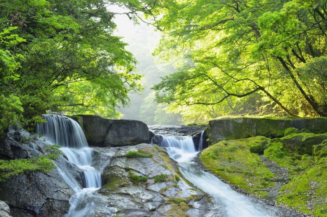 熊本県産 ヒノヒカリ 5kg 【 無洗米 】