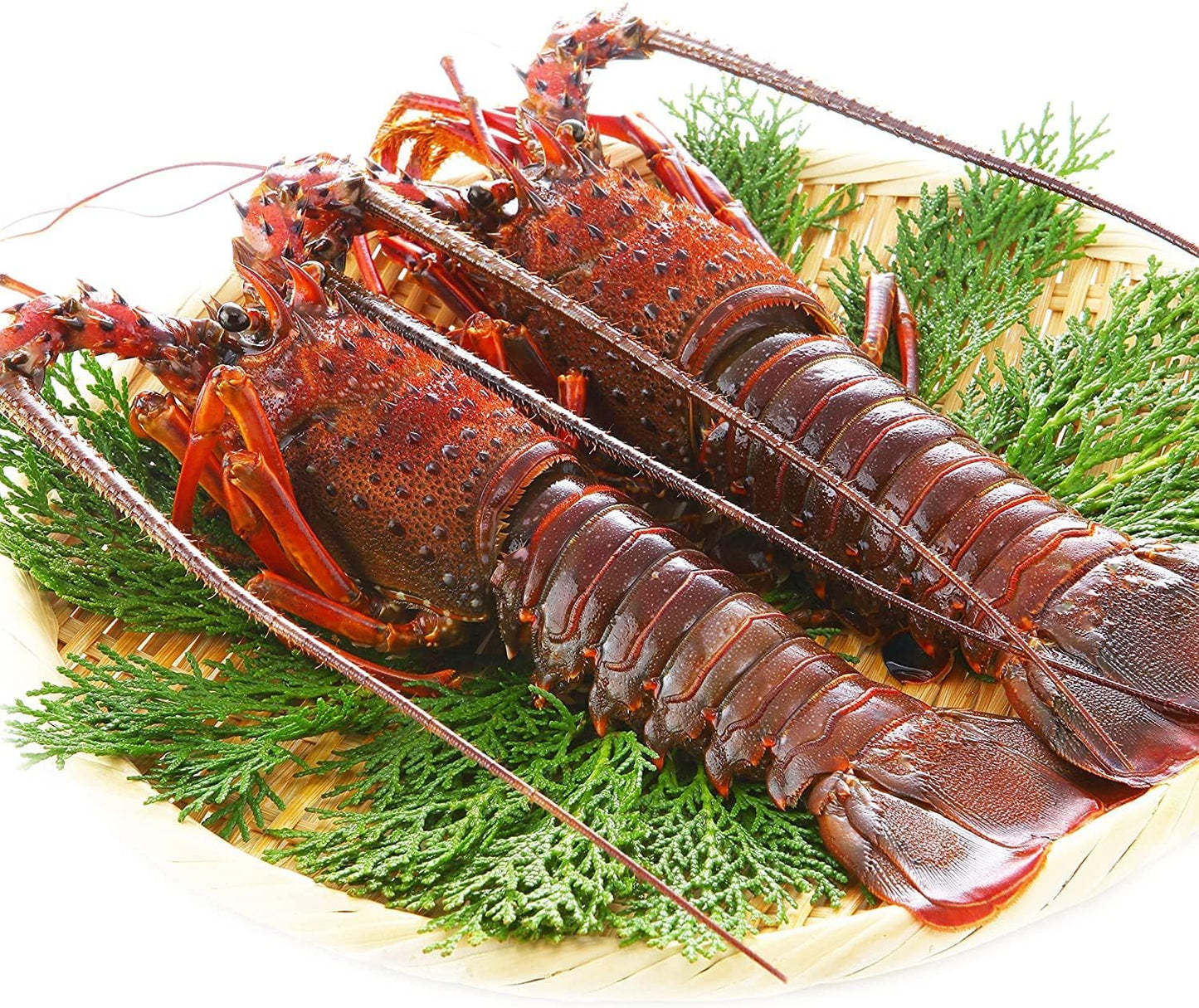 千葉県産 伊勢海老 4～6尾 約450g｜冷凍・プライドフィッシュ認定・おせち 自宅用