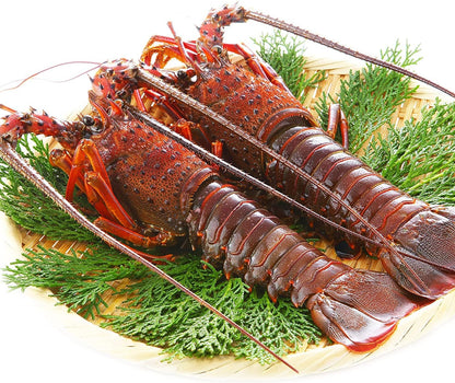 千葉県産 伊勢海老 4～6尾 約450g｜冷凍・プライドフィッシュ認定・おせち 自宅用