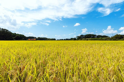 パールライス 白米 青森県産はれわたり 5kg 令和7年産