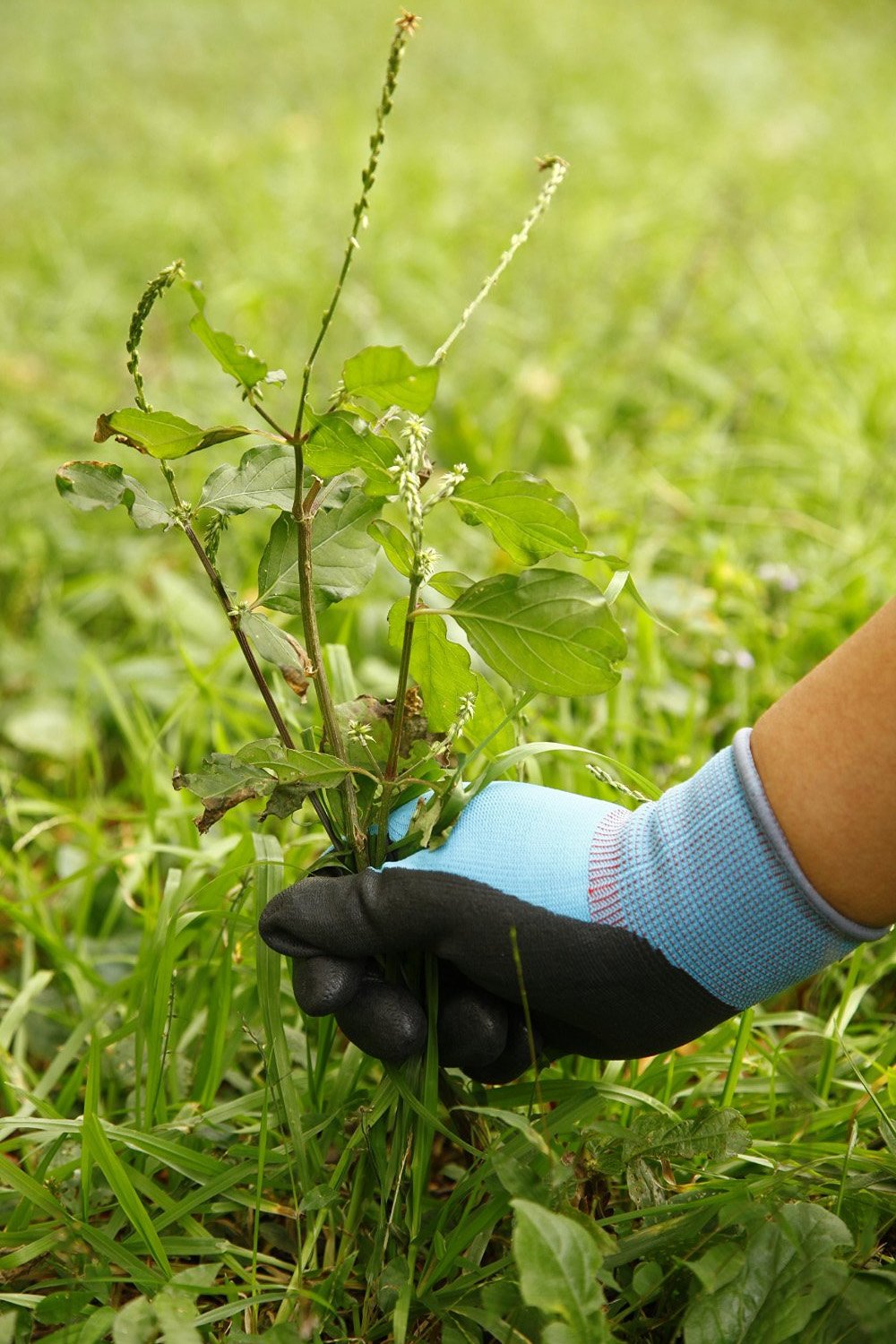 スリーエム  コンフォートグリップ グローブ グリーン Mサイズ GLOVE-GRE-M (× 2)