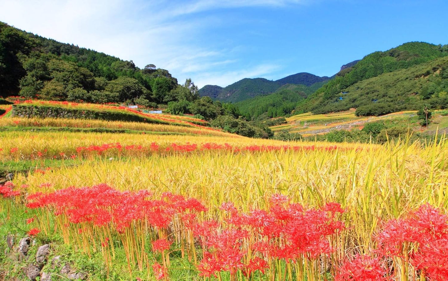 熊本県産 ヒノヒカリ 5kg 【 無洗米 】