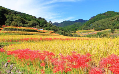 熊本県産 ヒノヒカリ 5kg 【 無洗米 】
