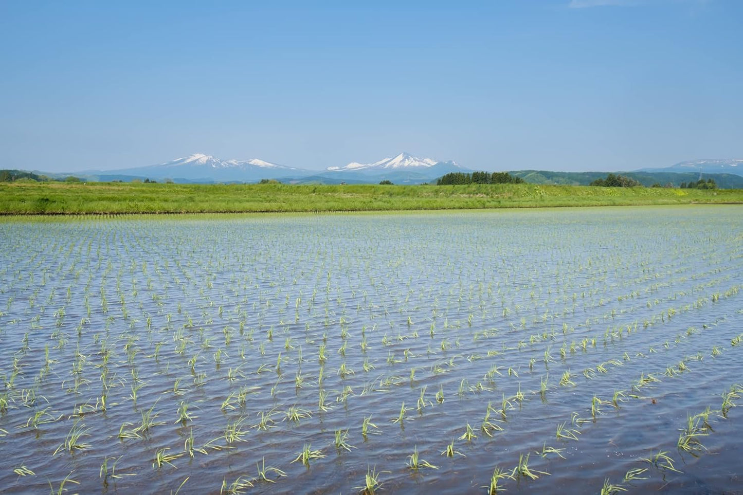 パールライス 青森県産 白米 青天の霹靂 2kg 令和7年産