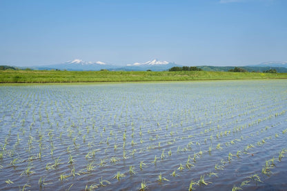 パールライス 青森県産 白米 青天の霹靂 2kg 令和7年産