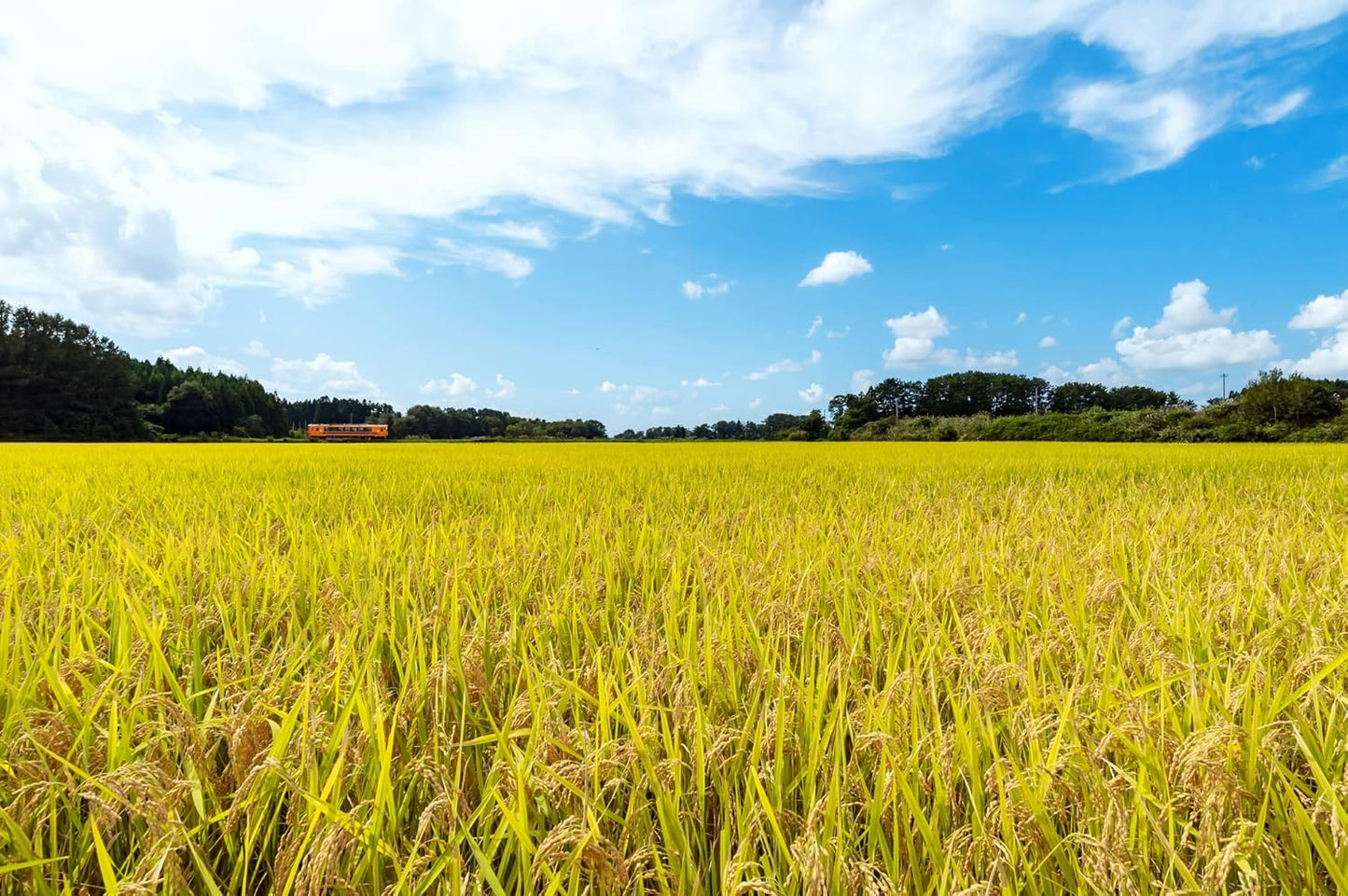 パールライス 青森県産 白米 青天の霹靂 2kg 令和7年産