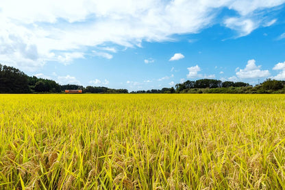 パールライス 青森県産 白米 青天の霹靂 2kg 令和7年産