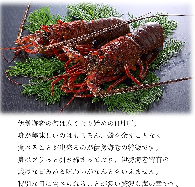 千葉県産 伊勢海老 4～6尾 約450g｜冷凍・プライドフィッシュ認定・おせち 自宅用