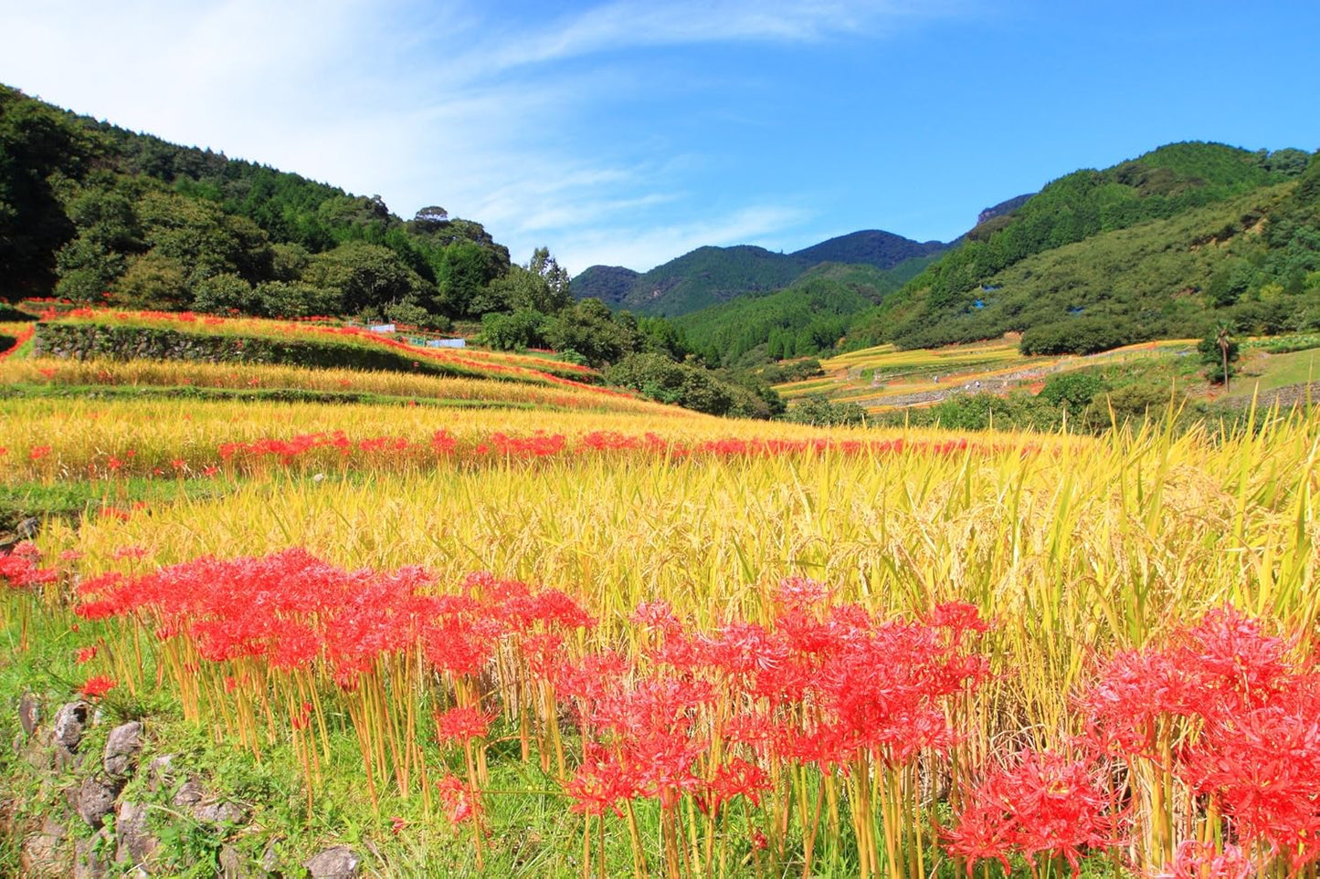 熊本県産 ヒノヒカリ 5kg 【 無洗米 】