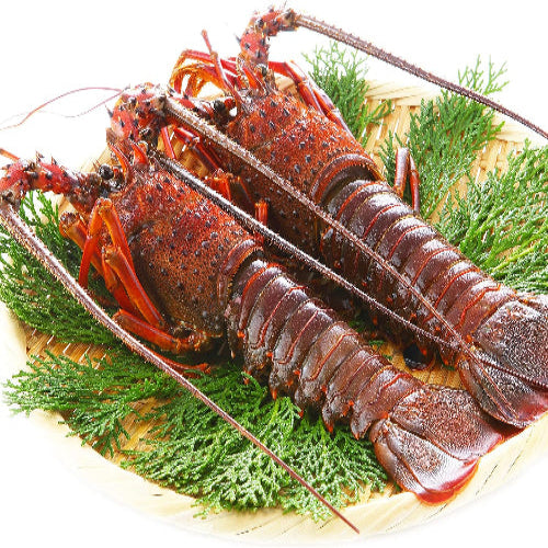 千葉県産 伊勢海老 4～6尾 約450g｜冷凍・プライドフィッシュ認定・おせち 自宅用