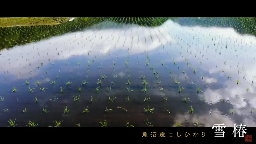 令和7年産 新米 魚沼産コシヒカリ 雪椿 2kg 特別栽培米 減農薬栽培